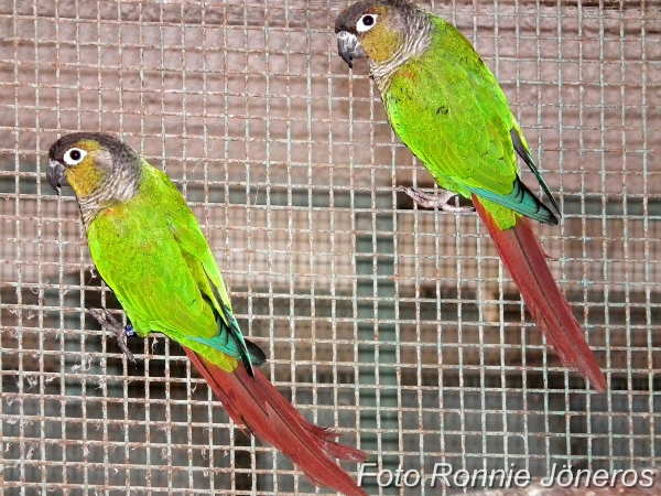 Brunörad parakit (Pyrrhura frontalis chiripepe)